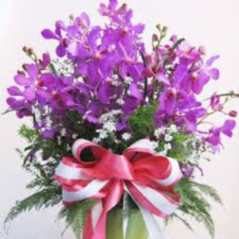 Combo 3 Cây Lan Giống Mokara màu Tím,Hồng,Vàng,cây cao 20-30cm