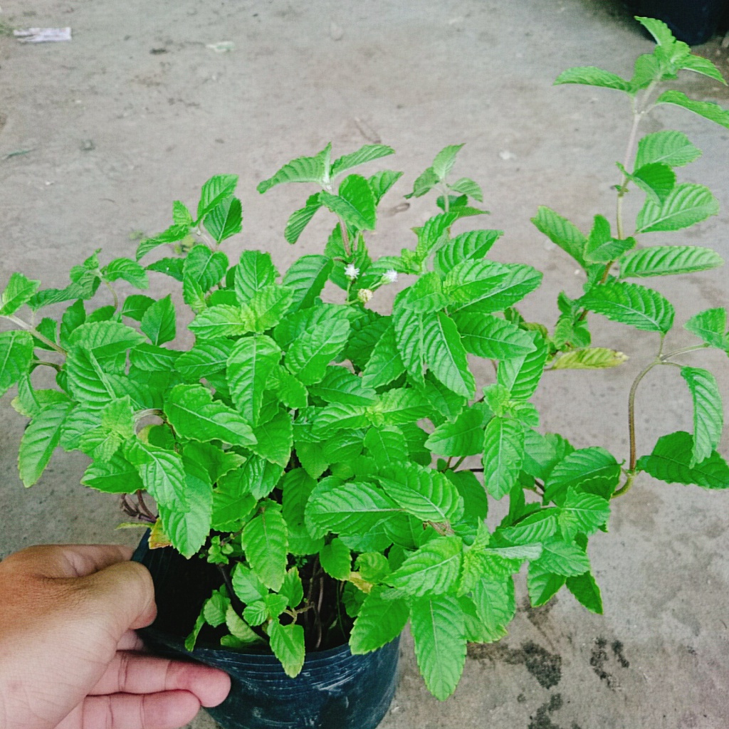 Cây sương sáo làm thạch sương sáo, thanh nhiệt giải độc mát gan, lợi tiểu, đẹp da - caykiengsadec