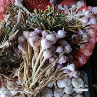 1kg tỏi ta thơm