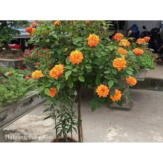 Hạt Giống Hoa Hồng Thân Gỗ
