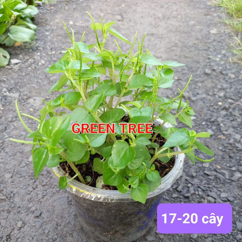 Cây giống rau càng cua