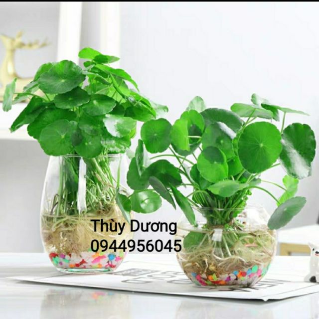 Bể cá thủy tinh, chậu thủy sinh hình chum