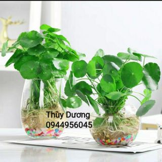 Lọ thủy tinh trồng cây , thả cá miệng loe.