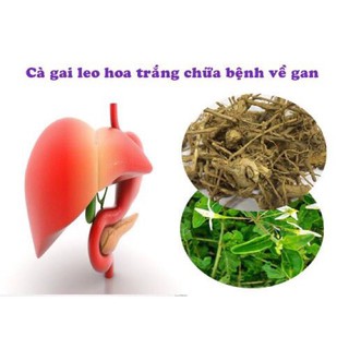 Cà gai leo khô 1 kg