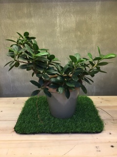 [ SHOP 2516 ] CỎ NHÂN TẠO TRANG TRÍ ( KHỔ 25CM X 25CM )
