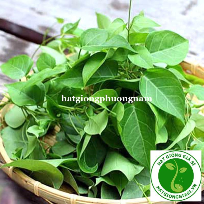 10H - HẠT GIỐNG LÁ GIANG luckysead