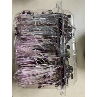 Hạt giống mầm củ cải đỏ -100gr