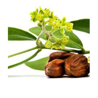 Dầu Jojoba vàng (JOJOBA OIL) - 50ml / 100ml - Nguyên liệu mỹ phẩm