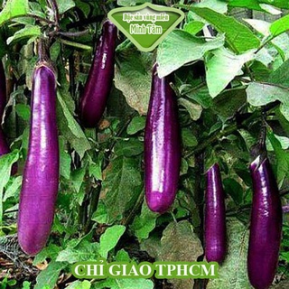 Cà tím tươi ngon loại 1 [CHỈ GIAO TP.HCM]