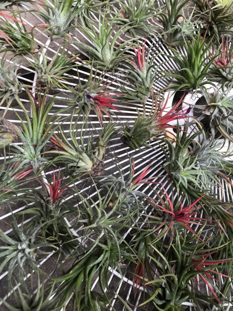 Cây không khí kim yến(cây lẻ)Tillandsia ionnantha