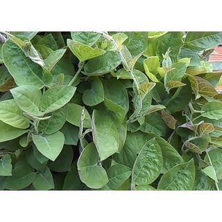 Cây giống lá mơ lông