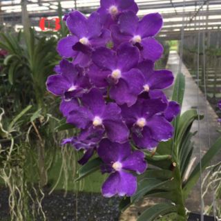 HOA LAN VANDA
