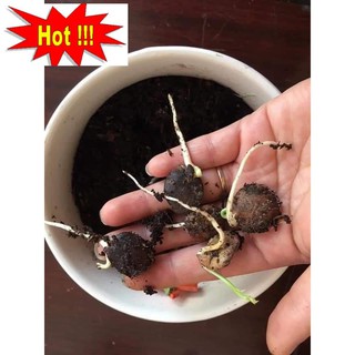 🌟HẠT GIỐNG HOA TỬ ĐẰNG THÂN GỖ🌟 CỰC KÌ ĐẸP GÓI 3 HẠT
