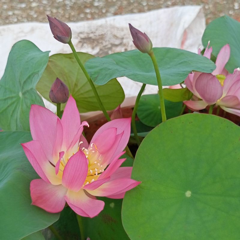 Sen mini Little lantern