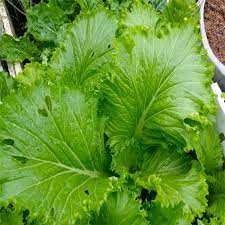 Hạt giống cải bẹ mào gà (tặng kèm phân)