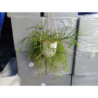 Cây xương rồng tầm gửi chậu bự Rhipsalis baccifera