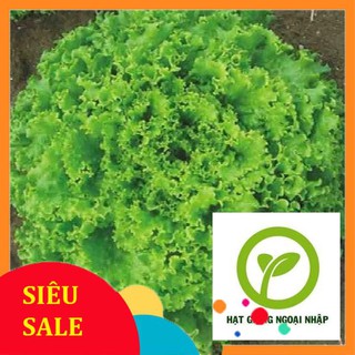 Gói 5 gr hạt giống xà lách xoăn xanh HAT F1