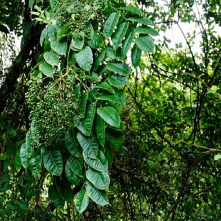Cây mắc khén giống khỏe đẹp