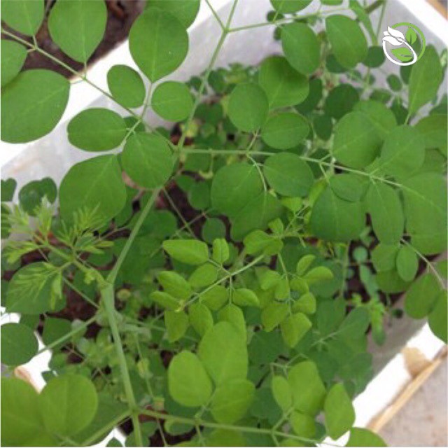 Hạt Giống Cây Chùm Ngây Phú Nông - Gói 1g