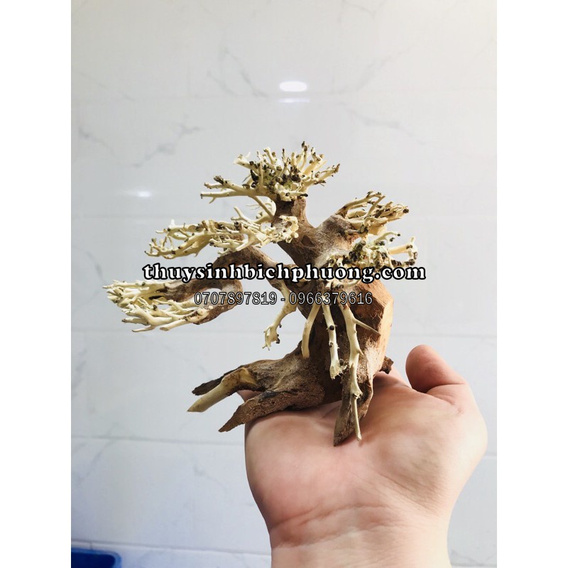 BONSAI LŨA GỖ MINI DÙNG CHO HỒ 20CM-40CM | THIẾT KẾ CỔ THỤ CHO HỒ THUỶ SINH