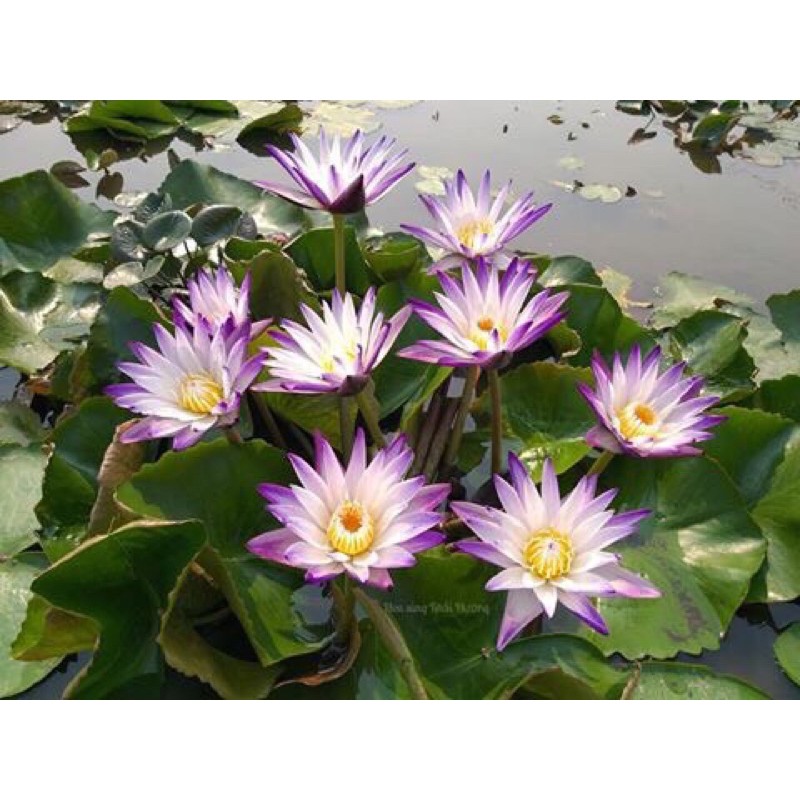 COMBO 7 cây súng ra hoa quanh năm