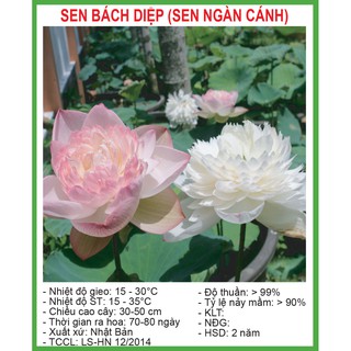 Hạt Giống Sen Quan Âm ( Sen Bách Diệp ) Bông To Dễ Trồng