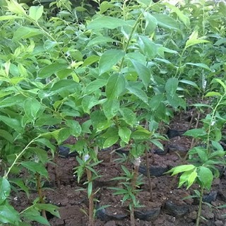 2 Cây giống Mận hậu