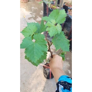 Cây giống Nho Mỹ móng tay đen