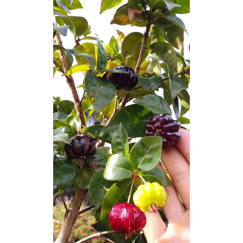 Cây giống Cherry Surinam (Cherry khía có bảo hành)