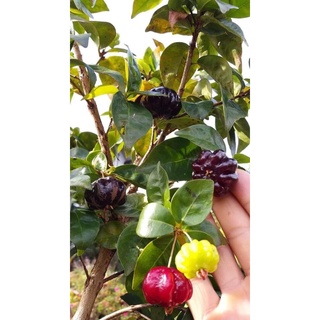 Cây giống Cherry Surinam