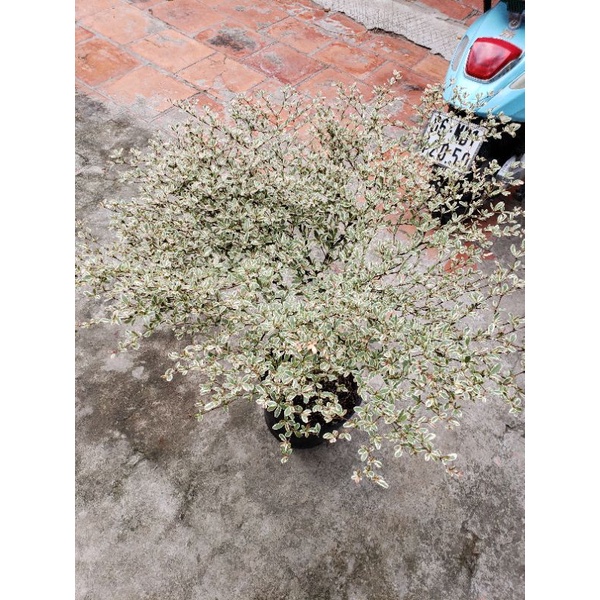 Cây Bàng Nhật .1 tầng .2 tầng và 3 tầng