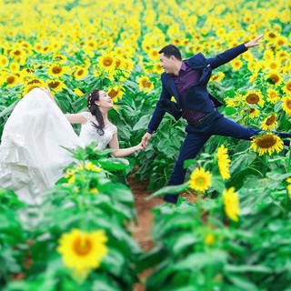 Hạt giống hoa hướng dương cao 120cm 30 hạt - tặng kèm 3 viên nén ươm hạt - DC