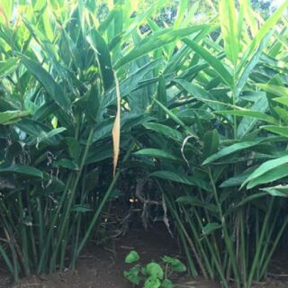 1kg Riềng tươi nguyên củ