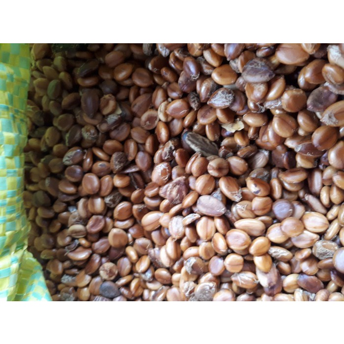 HẠT GIỐNG HOA MUỒNG HOÀNG YẾN - 10 Hat/ gói