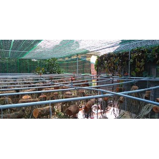 Béc tưới lan 5 tia màu cam  - Béc tưới lan 5 hướng - Béc phun sương