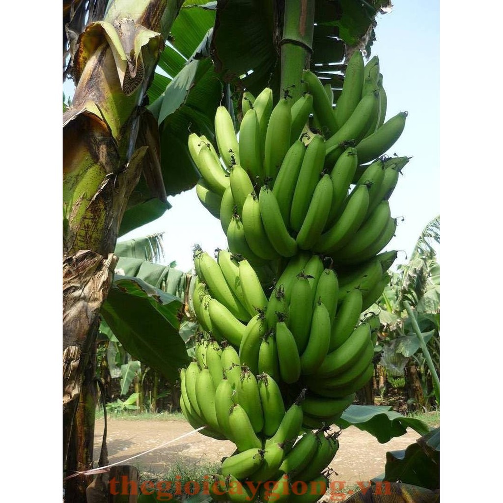 Tổng hợp Hình Ảnh Cây Chuối Tiêu giá rẻ, bán chạy tháng 5/2023 ...