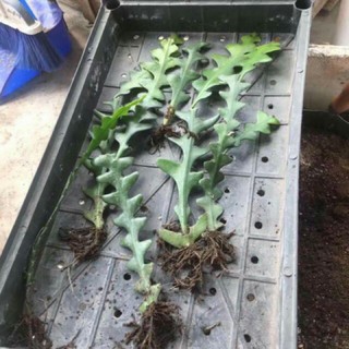 Nhật quỳnh Mexico