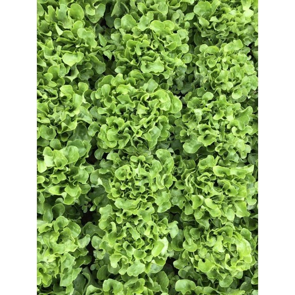 Hạt giống xà lách sồi Bauer