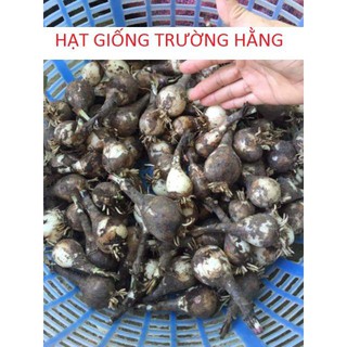 Củ hoa Huệ Mưa Vàng Citrina (Size Mẹ / Baby)