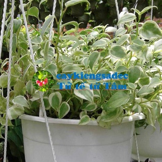 caykiengsadec-Cây trầu bà càng cua chậu treo+tặng phân bón-hoa kiểng lá-trang trí nội thất cảnh quan sân vườn ngoài trời