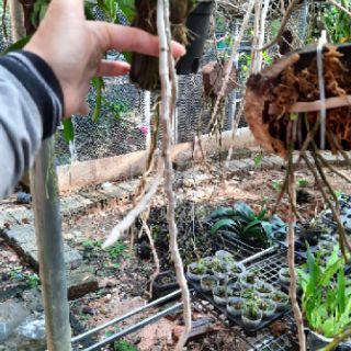 Hoa phong lan phi điệp tím thái.