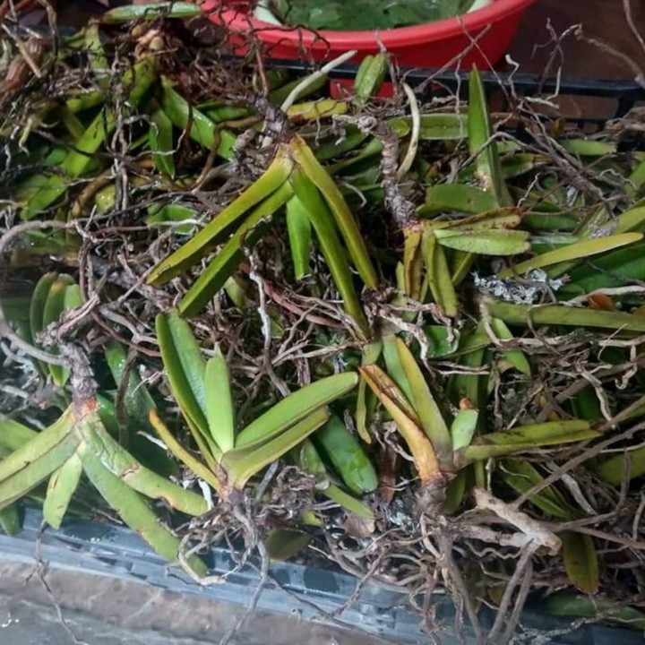 HOA LAN QUẾ TÍM 1 CÂY