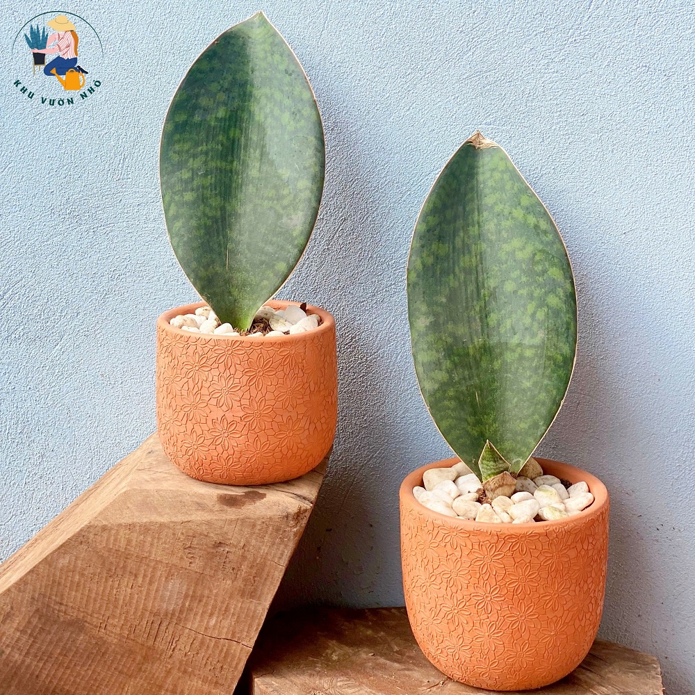 Cây lưỡi hổ vây cá voi một lá lọc không khí, trang trí bàn học