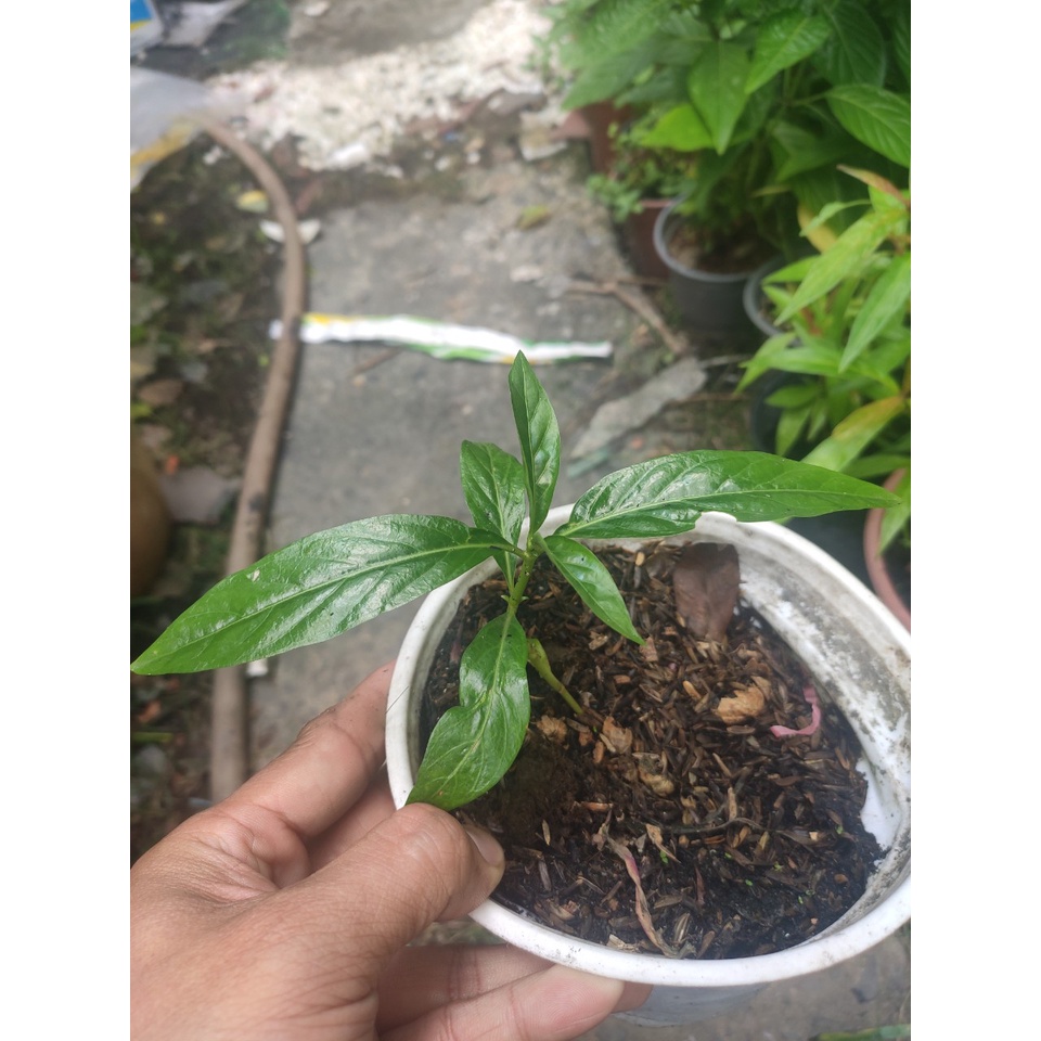 cây nhàu giống - trái nhàu - có tên khoa học là Morinda citrifolia