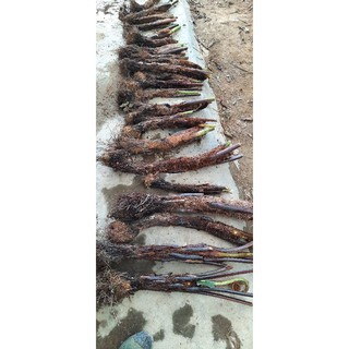 combo 10 cây dương xỉ cổ đại cao 40cm