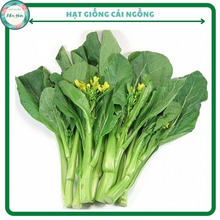Hạt giống rau cải ngồng cao sản - gói 20gram(Ảnh sản phẩm hình cuối)