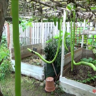 Hạt giống bầu siêu dài, bầu quê dễ trồng