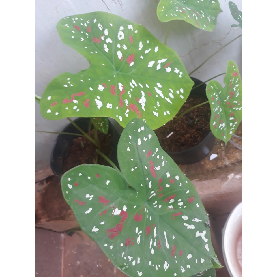 Củ môn kiểng đủ màu, sống 100%