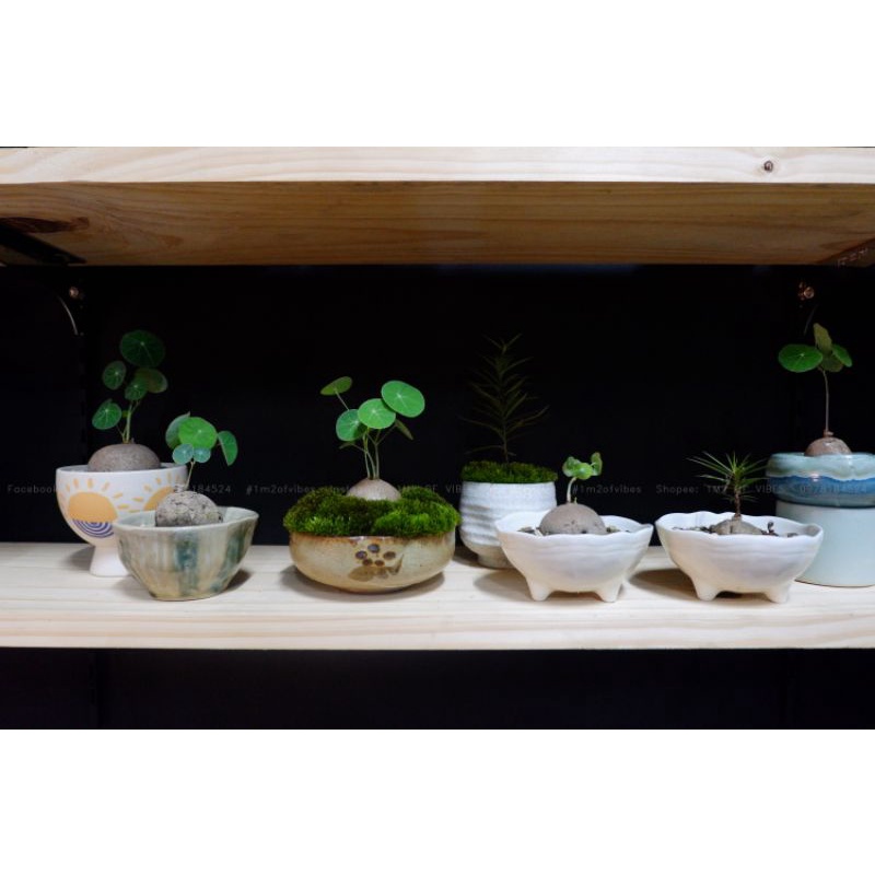 Củ Bình Vôi Thái Stephania erecta