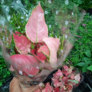 Cây Vạn Lộc giống mới ( loại lớn )